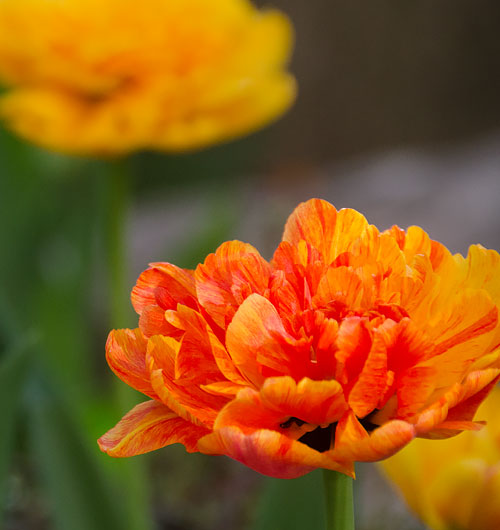 Orange flowers