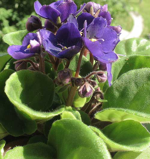 African violet with flowers