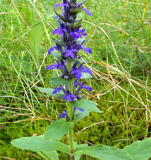 Ajuga flower