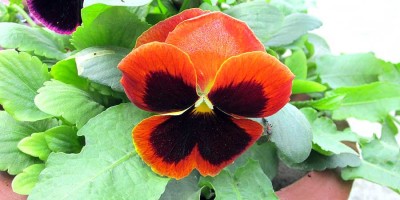 Orange pansy