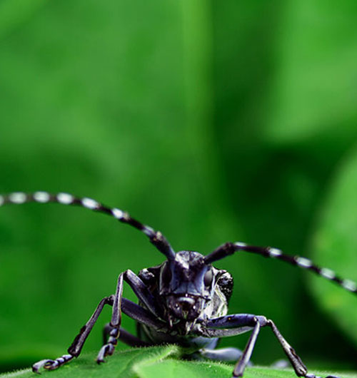 Asian Longhorned Beetle on a leaf