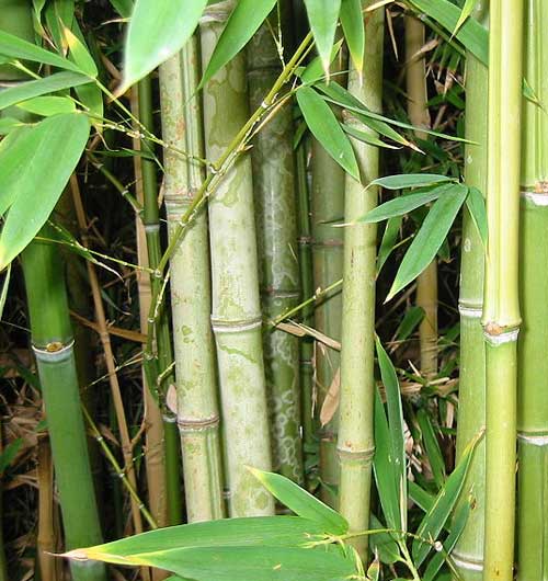 Bamboo