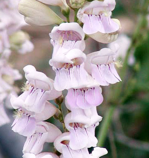 Bearded tongue flower