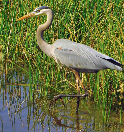 Great blue heron bird in pond