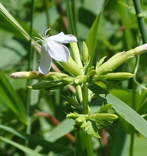 Bouncing Bet flower