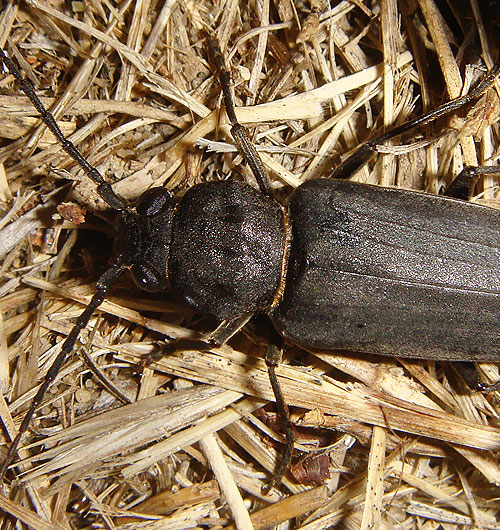 Brown spuce longhorn beetle on wood shavings