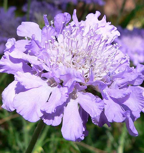 Butterfly Blue flower