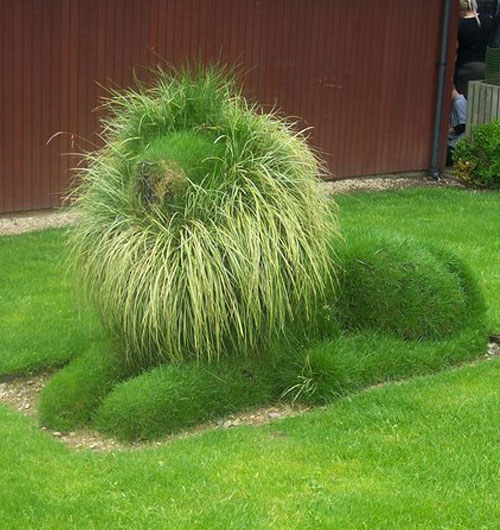 Lion shaped topiary bush