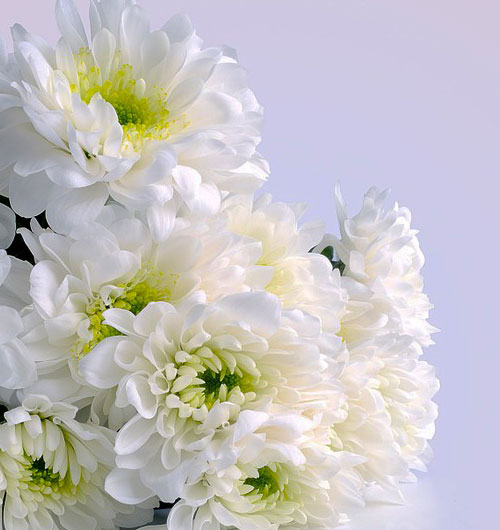 Bouquet of white chrysanthemums