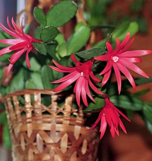 Flowering Easter cactus