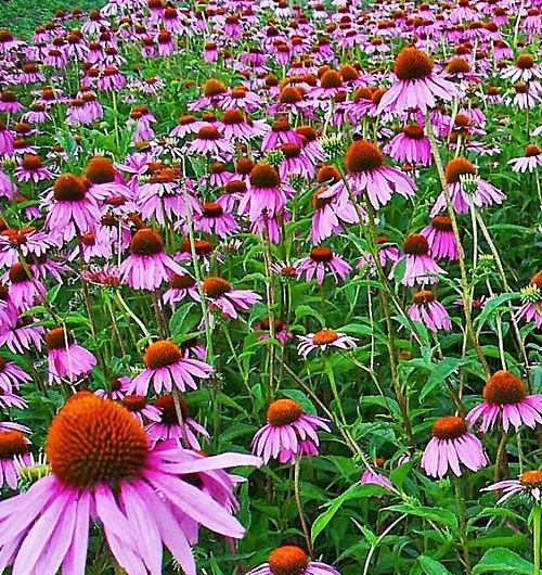 Field of echinacea flowers