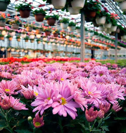 Pink fall mums in the greenhouse