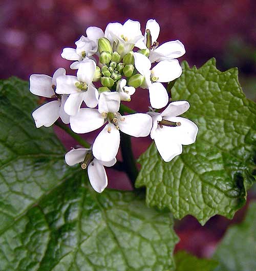 Garlic mustard flowers