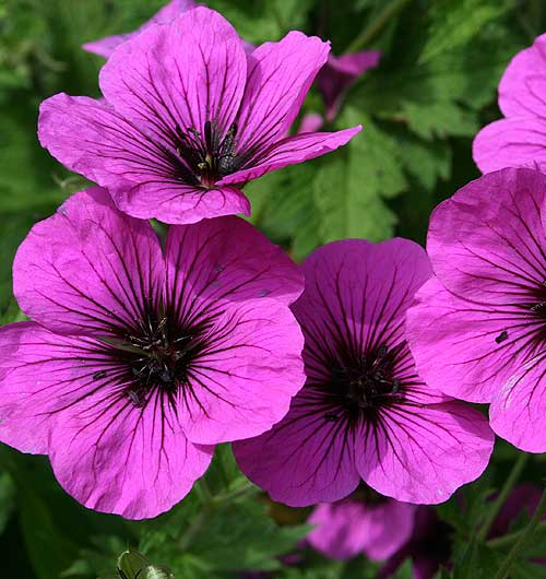 Geranium flowers