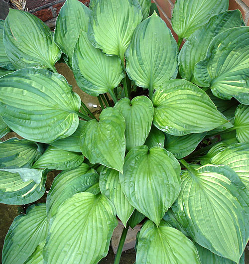 Hosta plant