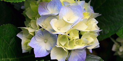 Blue and yellow hydrangea