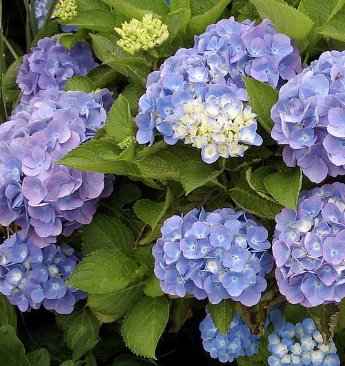 Hydrangea