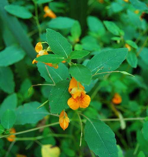 Jewel Weed flowers