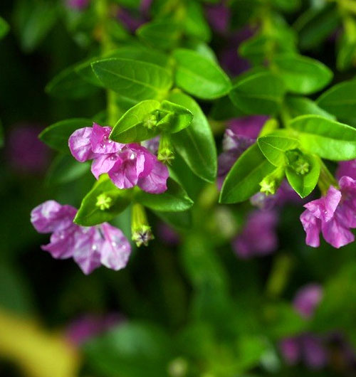 Mexican Heather