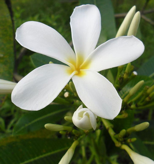 White flower