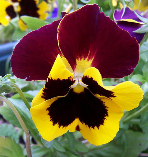 Pansy