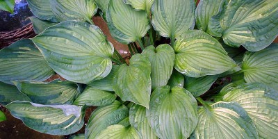 Hosta