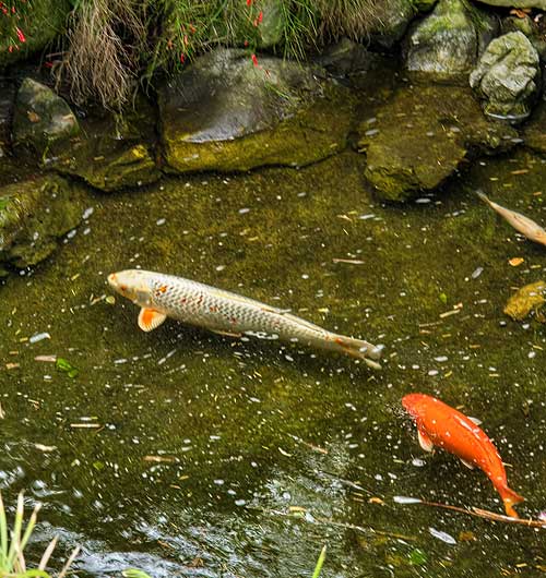 Goldfish in pond