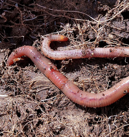 Red earthworm on soil