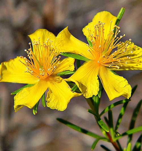 St Johns Wort