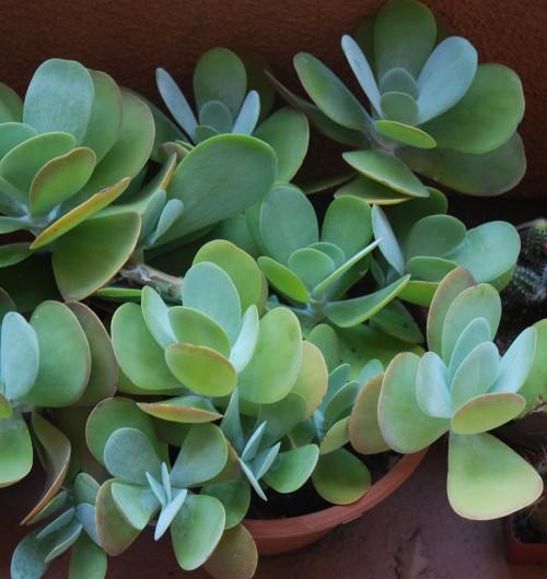 Succulent plant