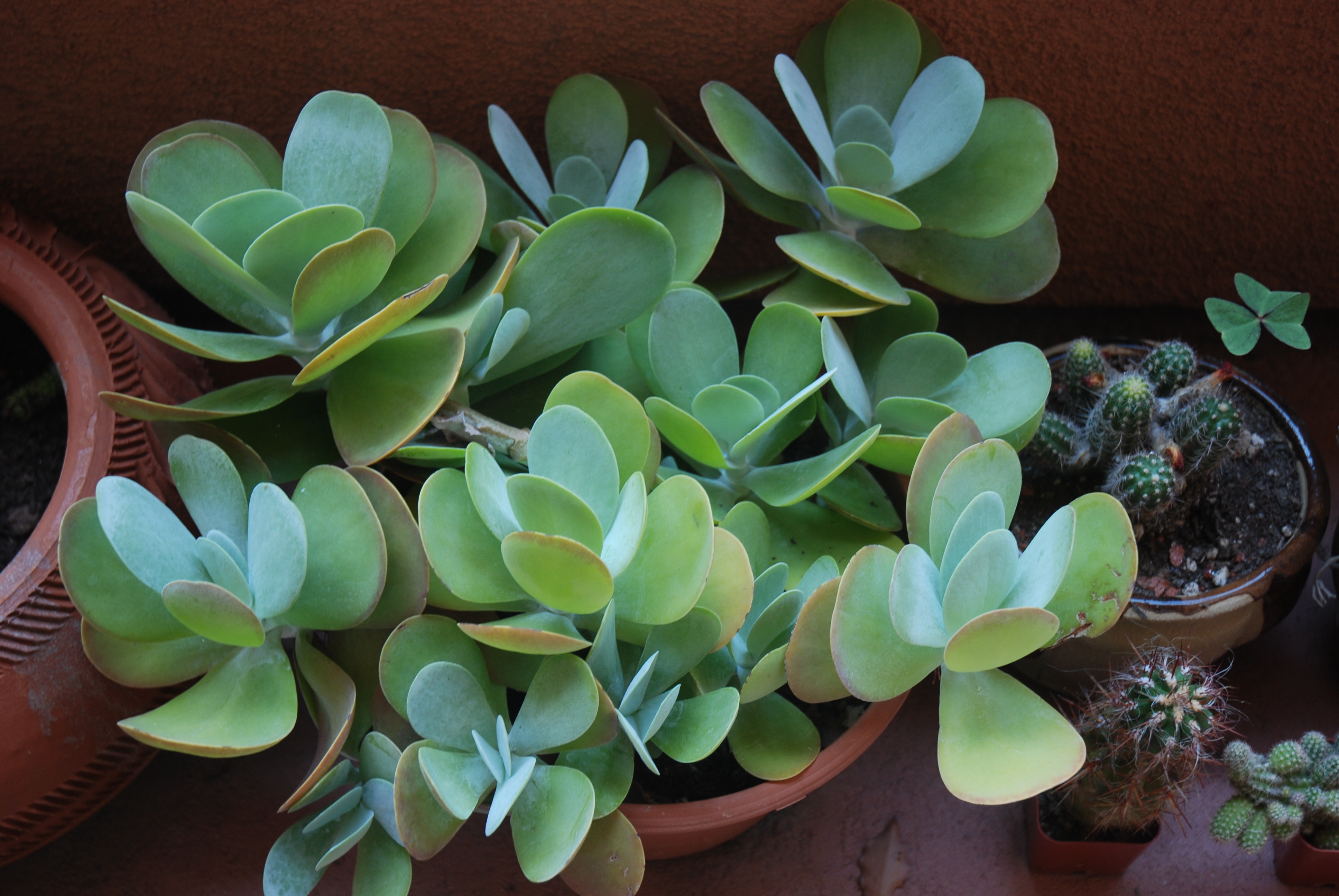 Succulent plant