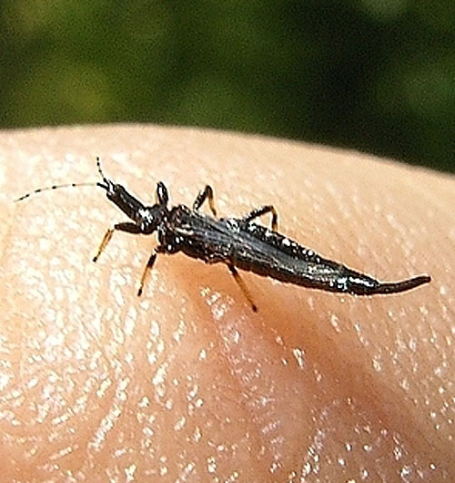 A thrip insect