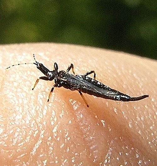 A thrip insect