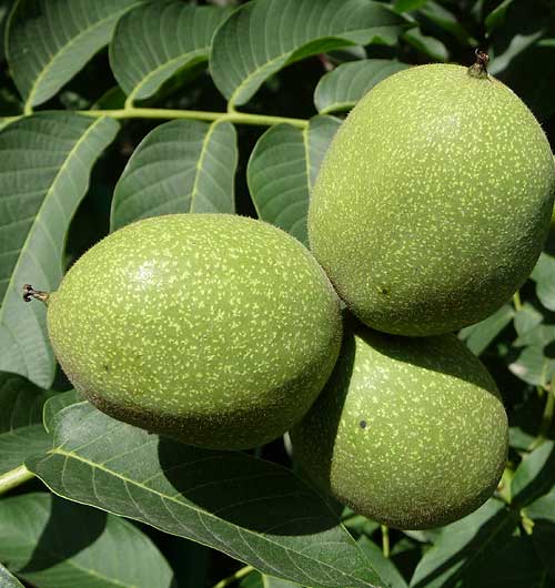 Fruits of the walnut tree