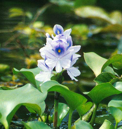 Flowering water hyacinth