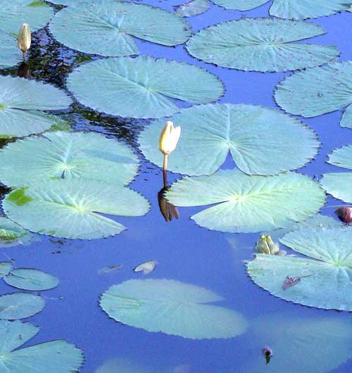 Water lillies in pond