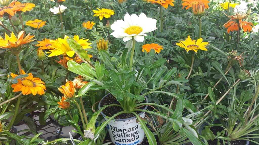 Gazania nc pot