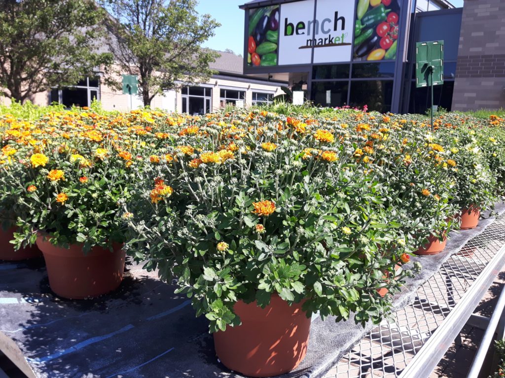 2 gallon Fall mum $6.00 each fall mum