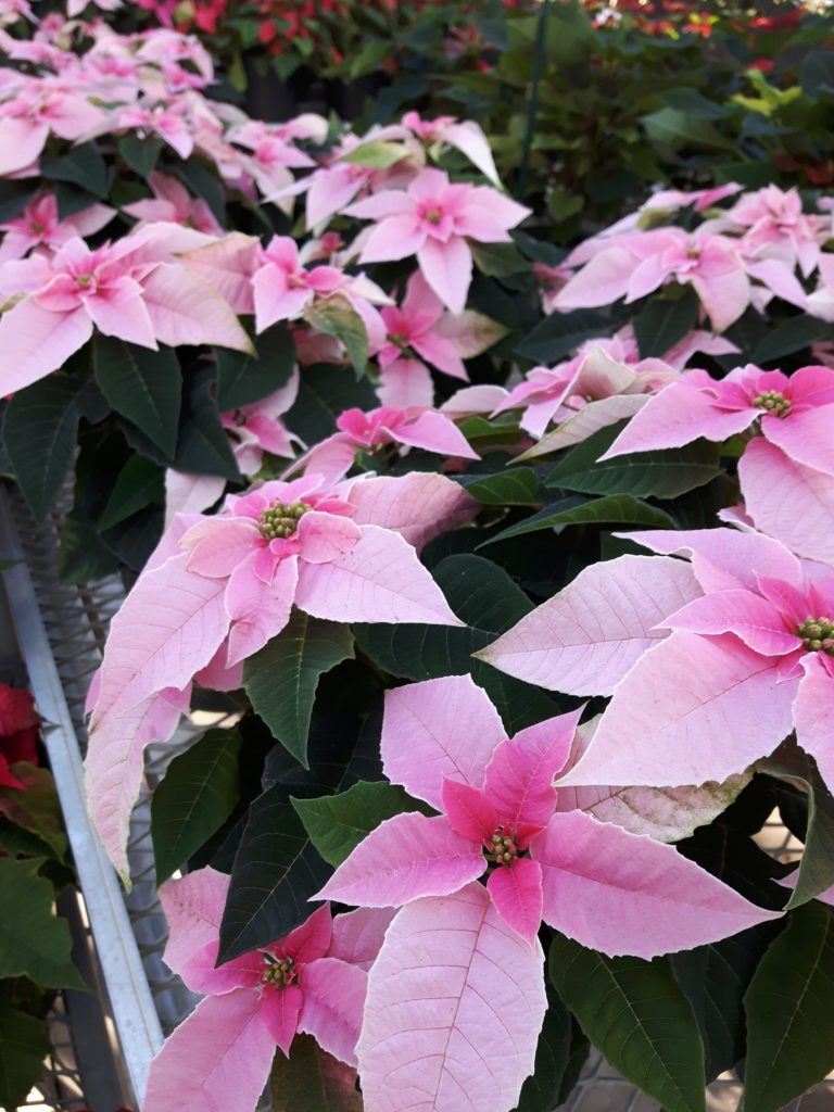 We carry some of the newest varieties on the market such as Princettia Pink 20161122_141023
