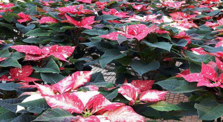 Poinsettias