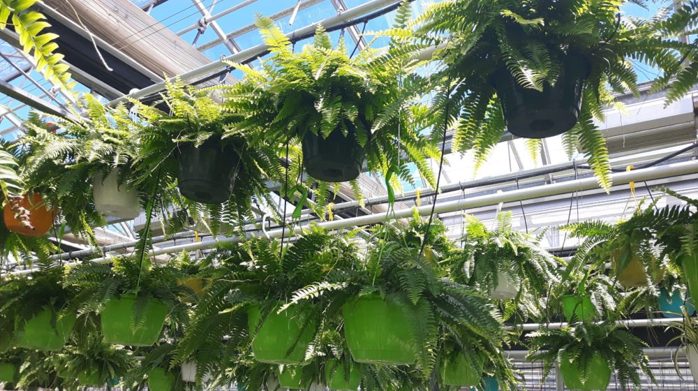 Boston Fern Hanging Baskets on Sale Niagara College Teaching Greenhouse