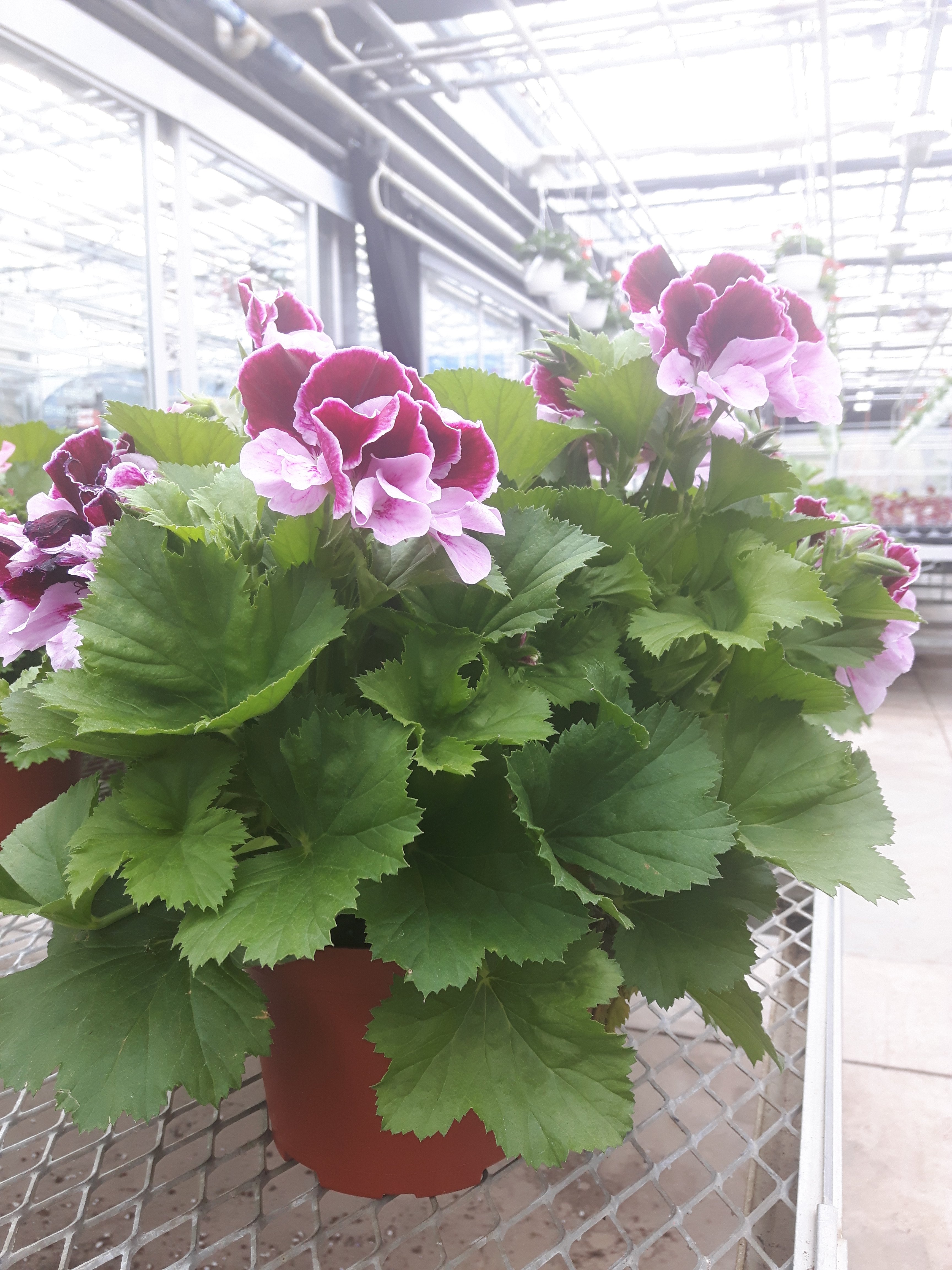 Regal Geraniums